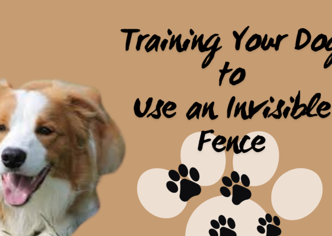Training Your Dog to Use an Invisible Fence: A Comprehensive Guide