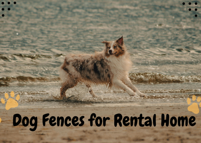 Temporary Dog Fences for Rental Homes