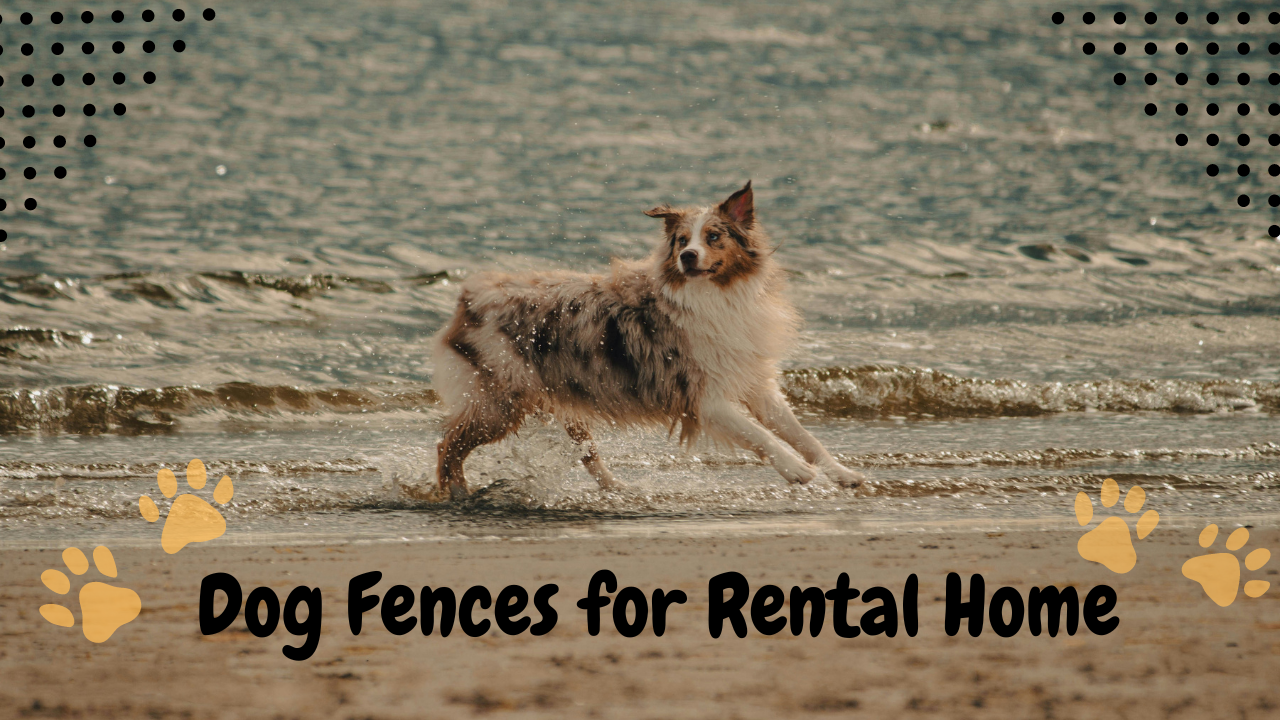 Temporary Dog Fences for Rental Homes