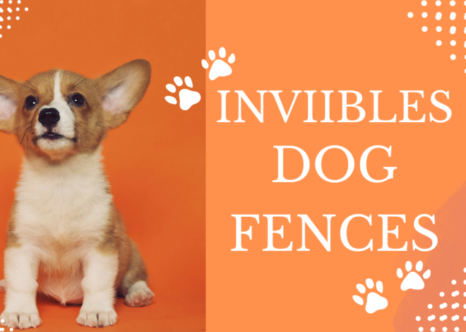 Invisible Dog Fences : Pros, Cons, and Best Options