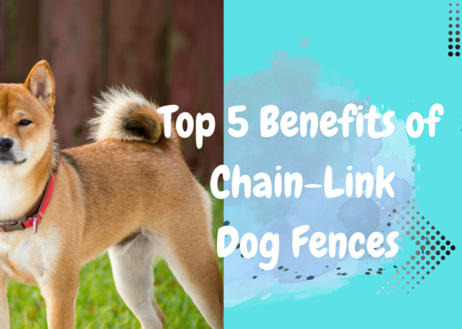 Exploring the Top 5 Benefits of Chain-Link Dog Fences