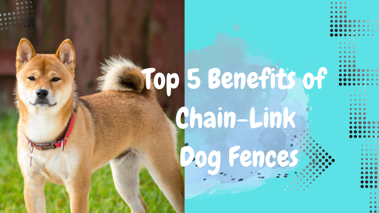 Exploring the Top 5 Benefits of Chain-Link Dog Fences