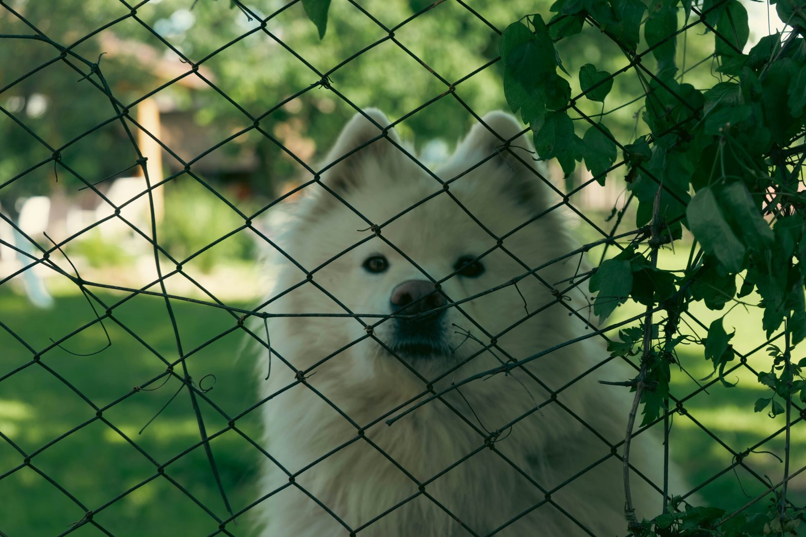Introduction to Dog Fences: Purpose and Benefits